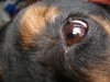 dog-eyelid-growth-and-itchy-torso-21597392.jpg