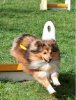 Tully flyball.jpg