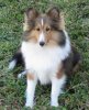 7 months 004 Sheltie Nation.jpg