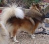 Tully tail.jpg