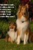 shelties rule.jpg