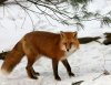 fox.jpg