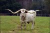 texas-longhorn.jpg