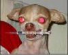 junky_dog.jpg
