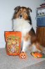 DaisyHalloween.jpg
