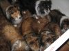 all treattime 003.jpg