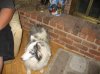 pheobe 003.jpg