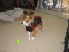Pup modeling her coat.jpg