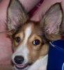 Smudge-ears.jpg