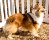 Shelties Outside_14.jpg