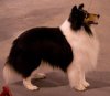 Shelties14.jpg