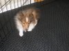 puppy-Buffy-shy.jpg