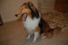 Daisy yawning.jpg
