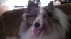 Gypsy and Chandler 2011 041.jpg