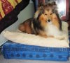 Deska's bed.jpg