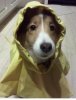 Bailey raincoat.jpg