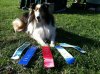 Bailey's agility ribbons.jpg