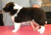 puppies 030_edited.jpg