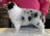 puppies 008_edited.jpg