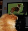 Sadie tv.jpg