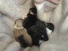 Puppies 2wks.jpg