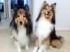 miko and koji after bath.jpg