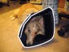 Lerwick_postneuter_cone2.jpg