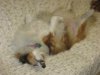 Daisy on her back.jpg