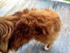 fur2.jpg