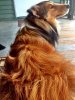 fur4.jpg