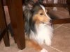 Murphy_tongue_out_2012.jpg