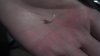 Olive's upper canine.5.2012.jpg