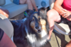 doggus 3.png