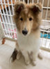 Liam 3rd puppy class-sm.jpg