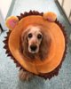Cone of Lion.jpg