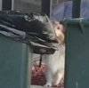 Deska-at-bins.jpg