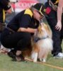 At-flyball.jpg At-flyball.jpg