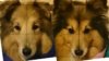 DT-heads-compare.jpg
