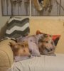 Deska-cushion-2.jpg