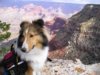 Gavin Grand Canyon puppy.jpg