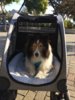 Gavin stroller.JPG Gavin stroller.JPG