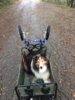 gavin cart.JPG gavin cart.JPG
