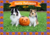 sheltie-halloween.jpg