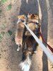 pawshake_app_878802_1590036012.jpg pawshake_app_878802_1590036012.jpg