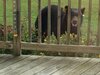 Bear 2 (2) - Copy.JPG