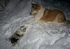 Kinnon and Faelee, feb 2011 #2.jpg Kinnon and Faelee, feb 2011 #2.jpg