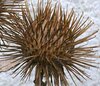 Bowny Burdock (Burre).jpg Bowny Burdock (Burre).jpg