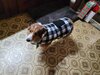 Teddynewcoat.jpg