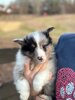 blue-merle.jpeg