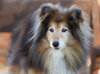 shelties-7.jpg